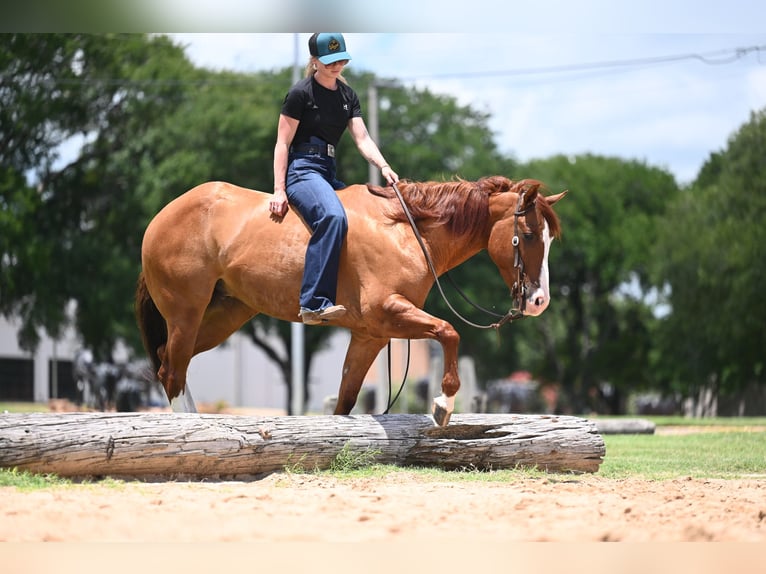 American Quarter Horse Gelding 6 years Dun in Waco