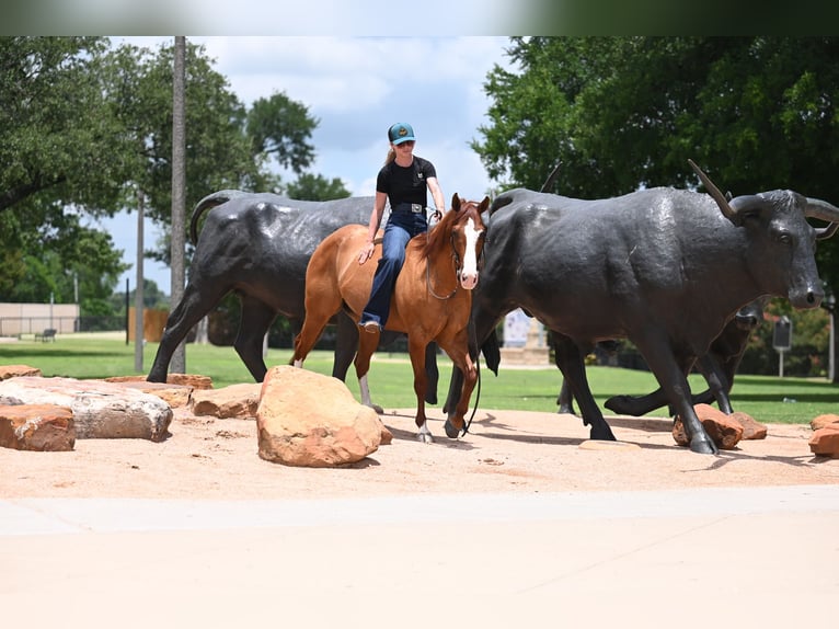 American Quarter Horse Gelding 6 years Dun in Waco