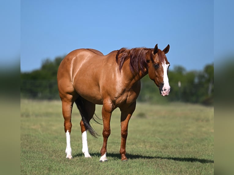 American Quarter Horse Gelding 6 years Dun in Waco