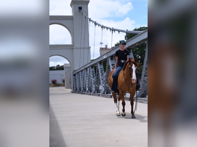 American Quarter Horse Gelding 6 years Dun in Waco