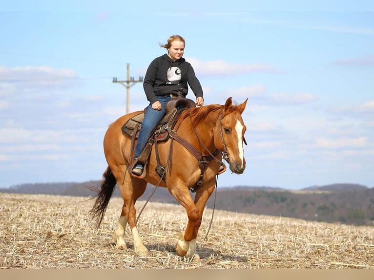 American Quarter Horse Gelding 6 years Dun in Miola, PA