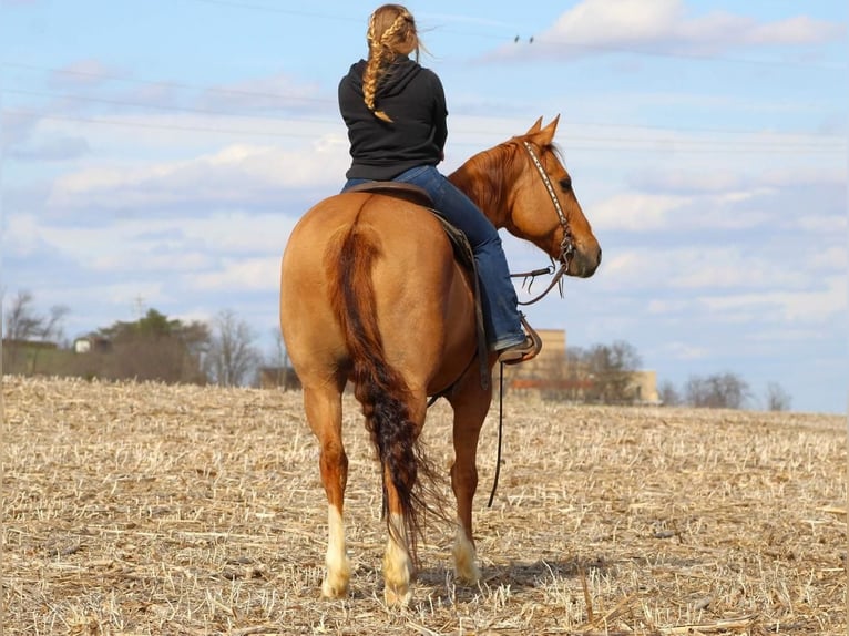 American Quarter Horse Gelding 6 years Dun in Miola, PA