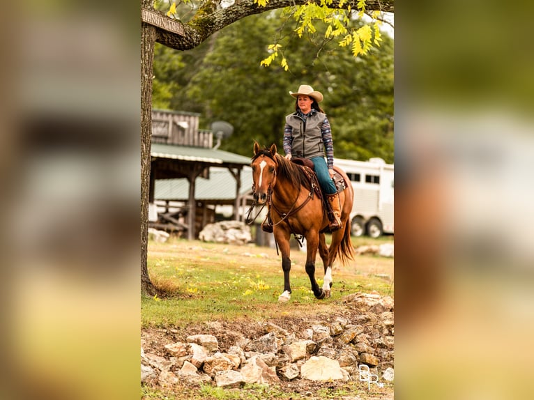 American Quarter Horse Gelding 6 years Dun in Mountain Grove MO