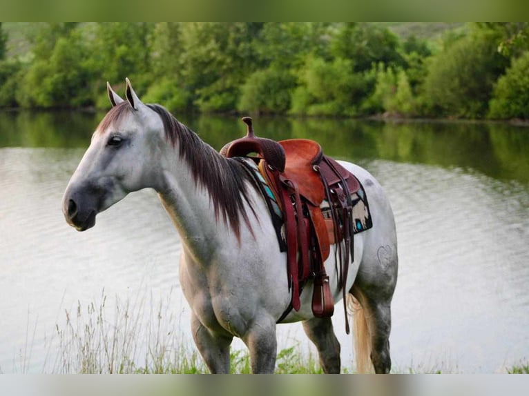 American Quarter Horse Gelding 6 years Gray in Beaver Springs, PA