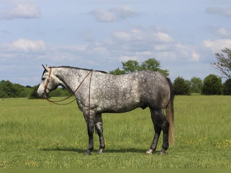 American Quarter Horse Gelding 6 years Gray in Buffalo, MO