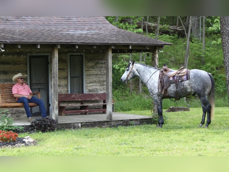 American Quarter Horse Gelding 6 years Gray in Buffalo, MO
