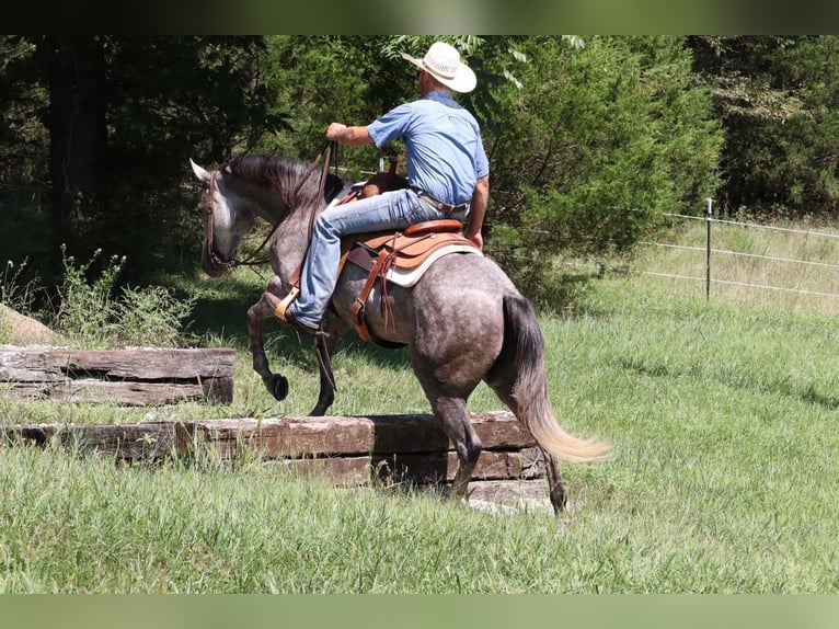 American Quarter Horse Gelding 6 years Gray in Mt Vernon, MO