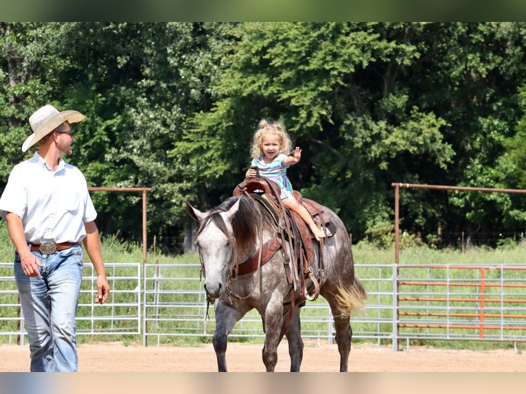 American Quarter Horse Gelding 6 years Gray in Mt Vernon, MO