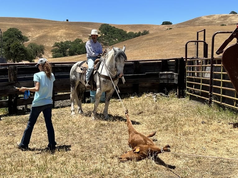 American Quarter Horse Gelding 6 years Gray in Paicines CA