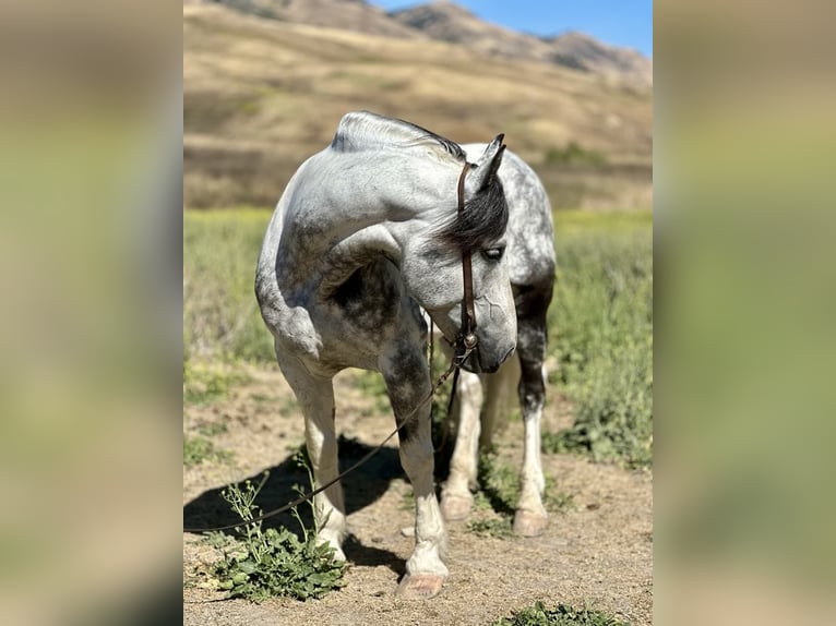 American Quarter Horse Gelding 6 years Gray in Paicines CA