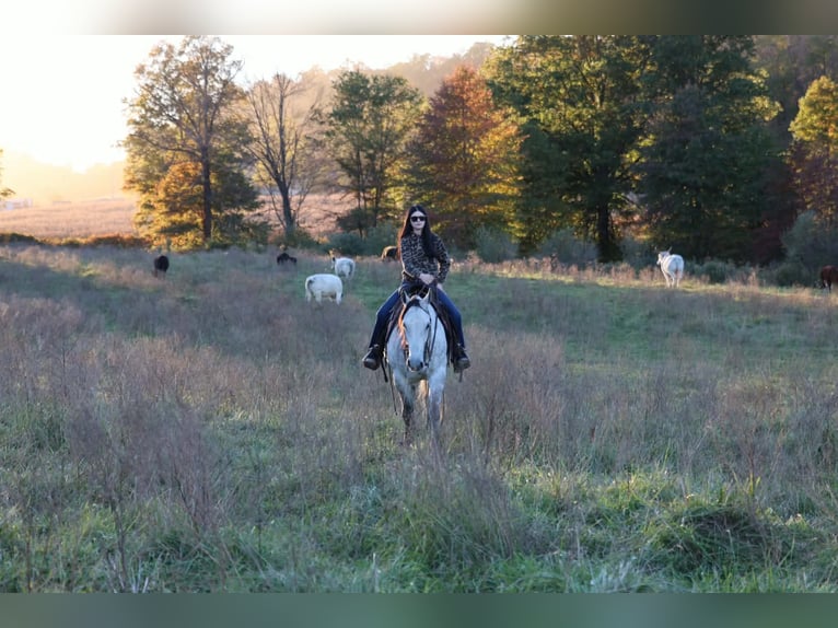 American Quarter Horse Gelding 6 years Grey-Dapple in Beaver Springs