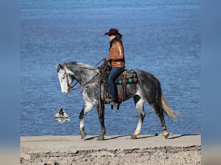 American Quarter Horse Gelding 6 years Grey-Dapple in Fresno
