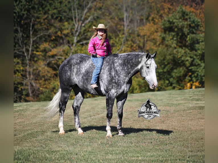 American Quarter Horse Gelding 6 years Grey-Dapple in Fresno