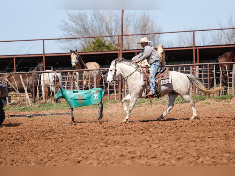 American Quarter Horse Gelding 6 years Grey in Byars