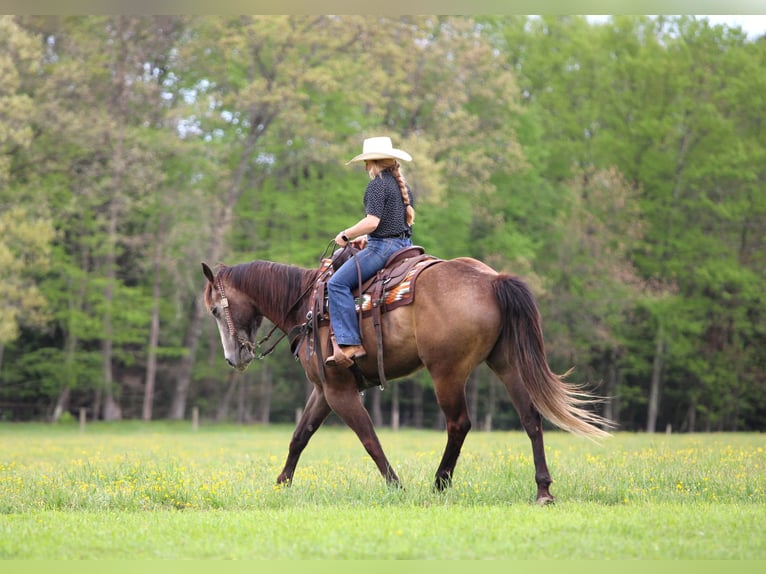 American Quarter Horse Gelding 6 years Grey in Clarion