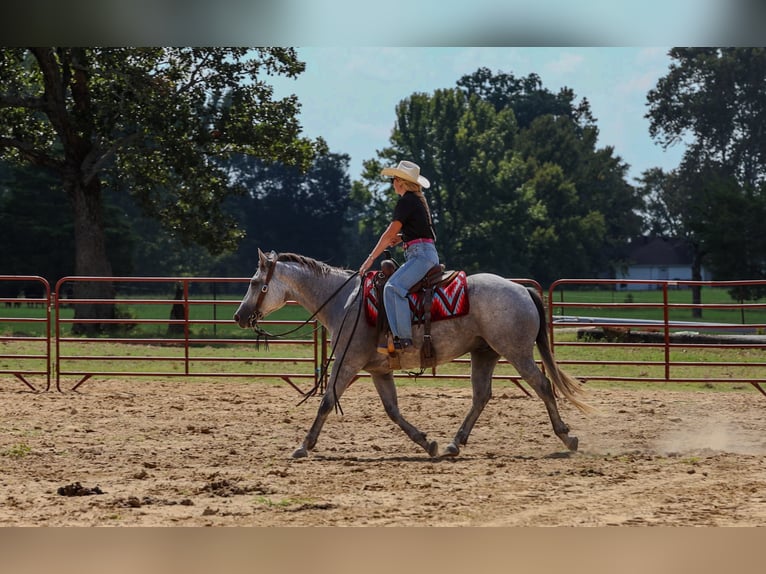 American Quarter Horse Gelding 6 years Grey in Quitman