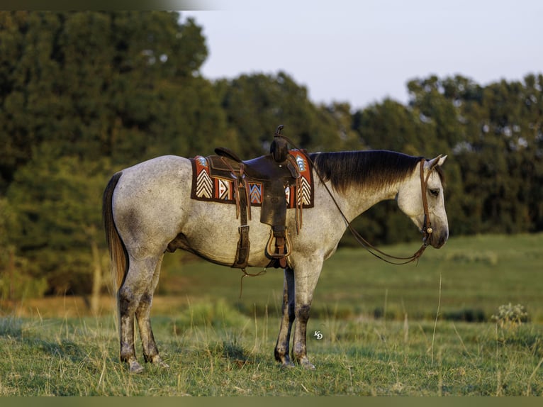 American Quarter Horse Gelding 6 years Grey in Quitman