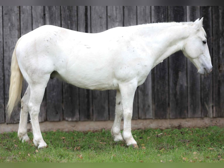 American Quarter Horse Gelding 6 years Grey in Cole Camp MO