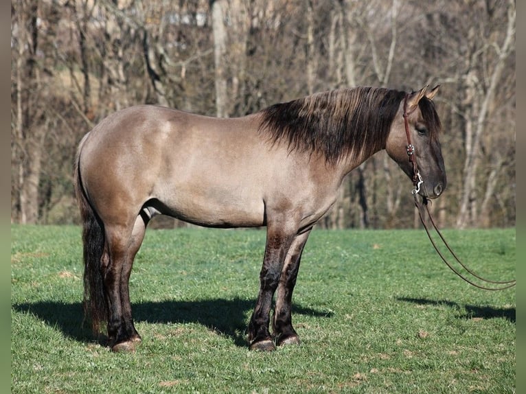 American Quarter Horse Gelding 6 years Grullo in Mount Vernon