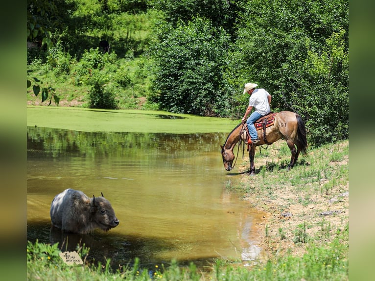 American Quarter Horse Gelding 6 years Grullo in Santa Fe