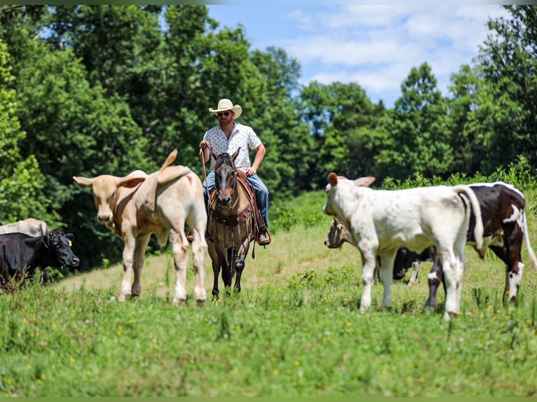 American Quarter Horse Gelding 6 years Grullo in Santa Fe
