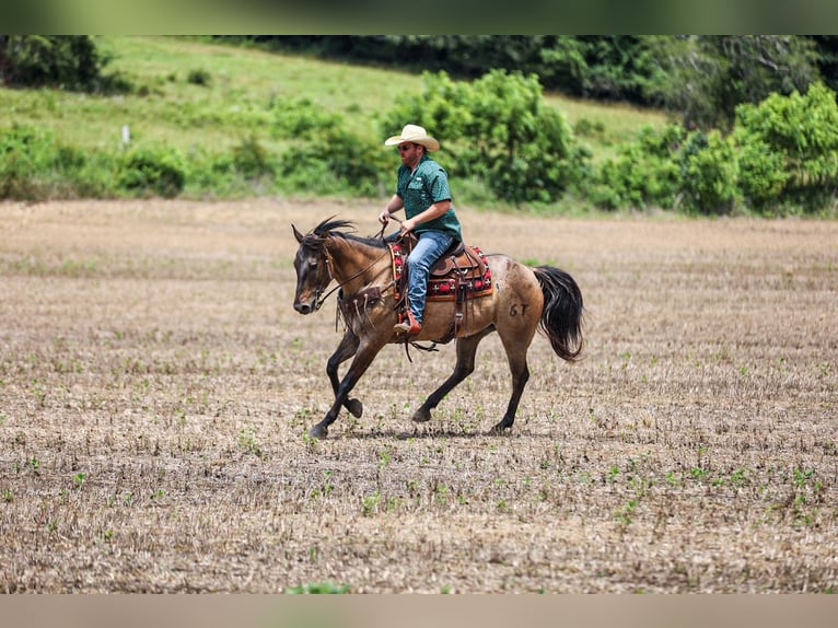 American Quarter Horse Gelding 6 years Grullo in Santa Fe
