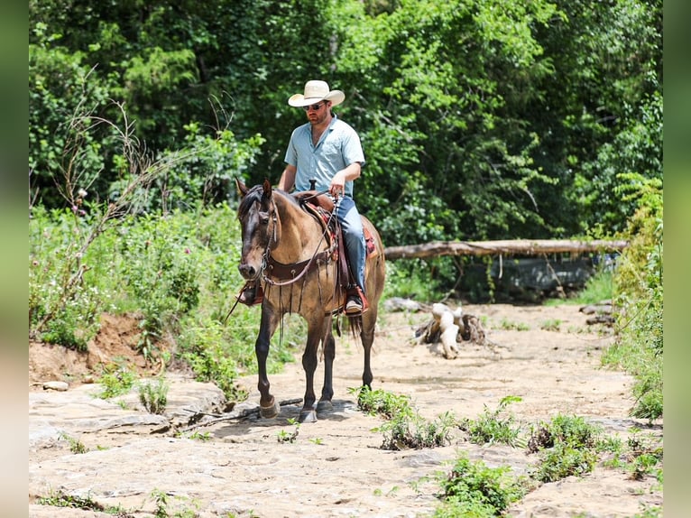 American Quarter Horse Gelding 6 years Grullo in Santa Fe