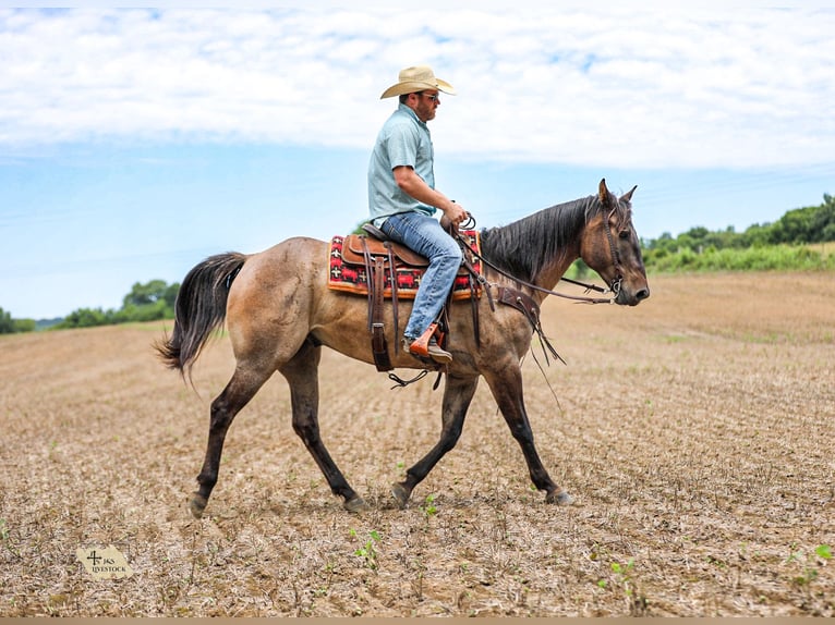 American Quarter Horse Gelding 6 years Grullo in Santa Fe