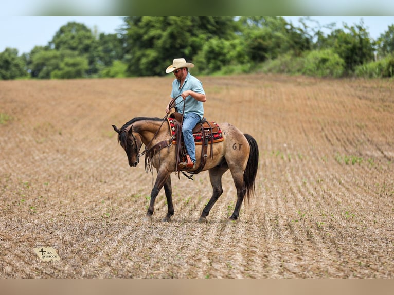 American Quarter Horse Gelding 6 years Grullo in Santa Fe