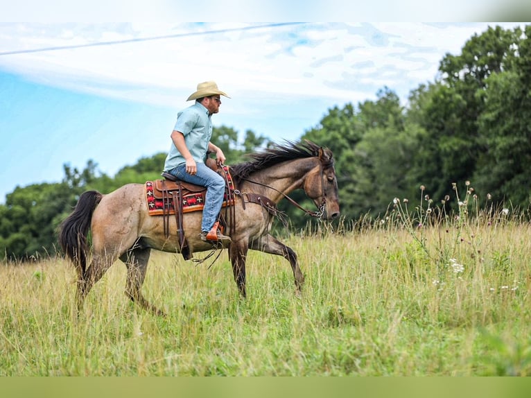 American Quarter Horse Gelding 6 years Grullo in Santa Fe