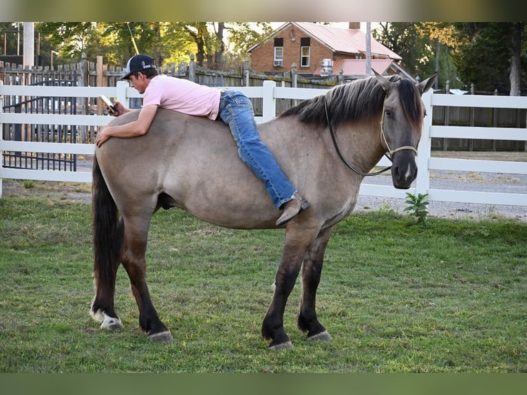 American Quarter Horse Gelding 6 years Grullo in Shipshewanan IN
