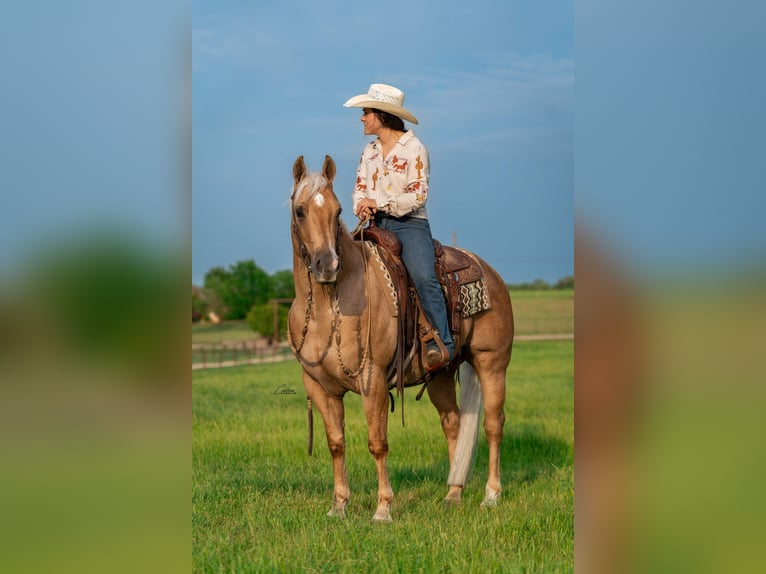 American Quarter Horse Gelding 6 years Palomino in Fort Worth