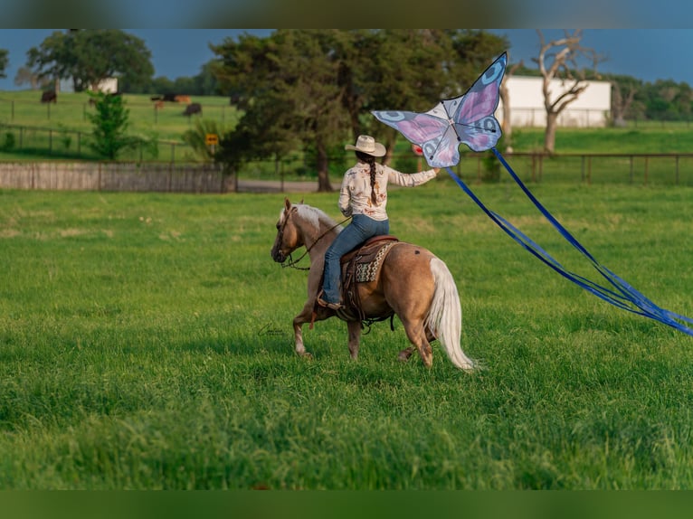 American Quarter Horse Gelding 6 years Palomino in Fort Worth