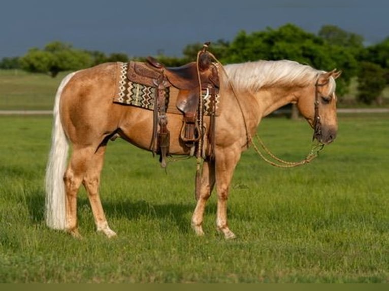 American Quarter Horse Gelding 6 years Palomino in Fort Worth