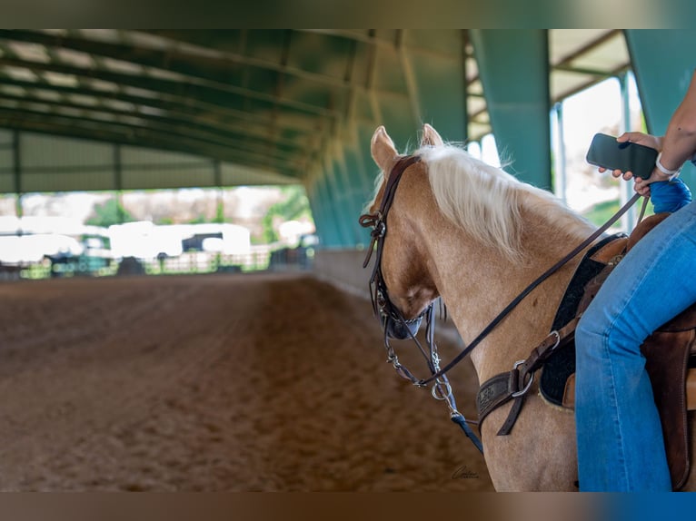 American Quarter Horse Gelding 6 years Palomino in Fort Worth