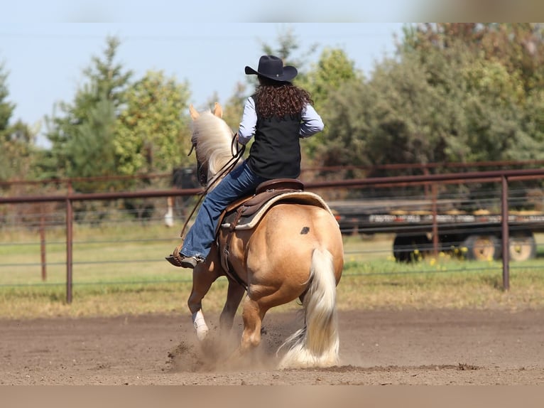 American Quarter Horse Gelding 6 years Palomino in Fort Worth