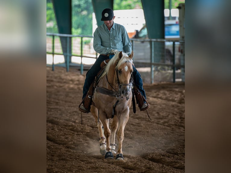 American Quarter Horse Gelding 6 years Palomino in Fort Worth