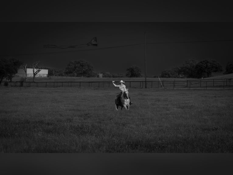 American Quarter Horse Gelding 6 years Palomino in Fort Worth