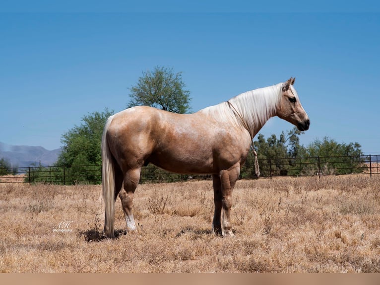 American Quarter Horse Gelding 6 years Palomino in Buffalo, WY