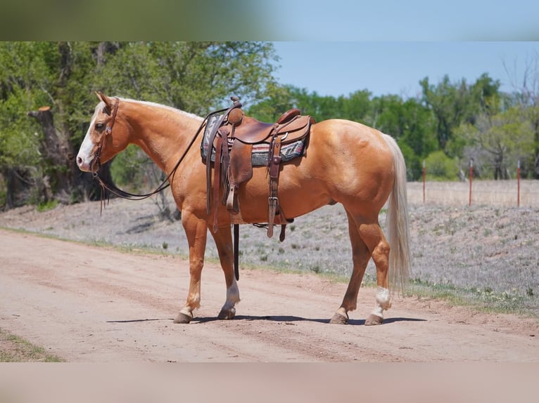 American Quarter Horse Gelding 6 years Palomino in Canadian, TX