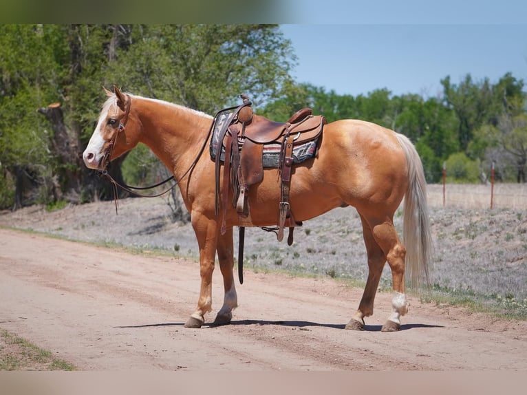 American Quarter Horse Gelding 6 years Palomino in Canadian, TX