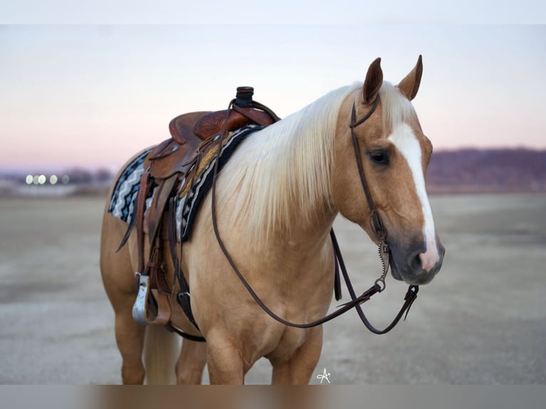 American Quarter Horse Gelding 6 years Palomino in Cannon Falls