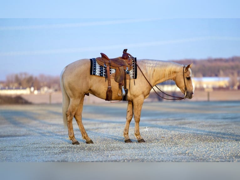 American Quarter Horse Gelding 6 years Palomino in Cannon Falls