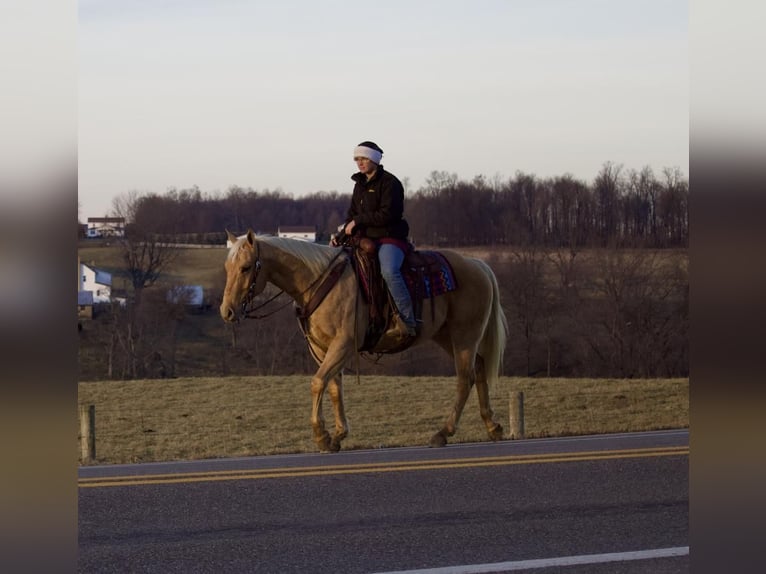 American Quarter Horse Gelding 6 years Palomino in Millersburg, OH