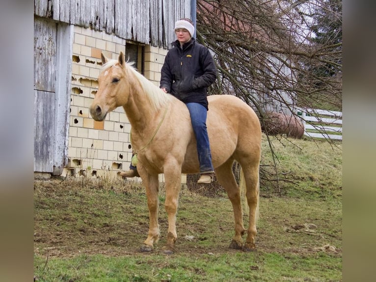 American Quarter Horse Gelding 6 years Palomino in Millersburg, OH