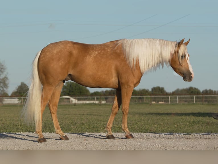 American Quarter Horse Gelding 6 years Palomino in Weatherford, TX