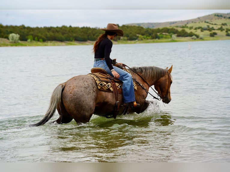 American Quarter Horse Gelding 6 years Palomino in Brandon