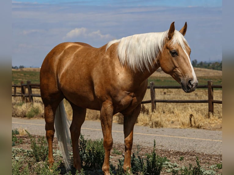 American Quarter Horse Gelding 6 years Palomino in Norco