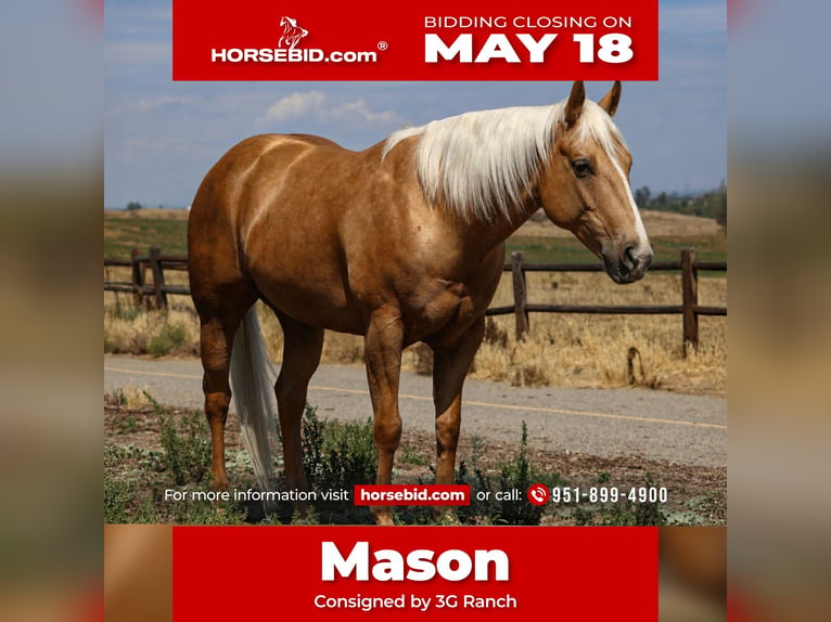 American Quarter Horse Gelding 6 years Palomino in Norco