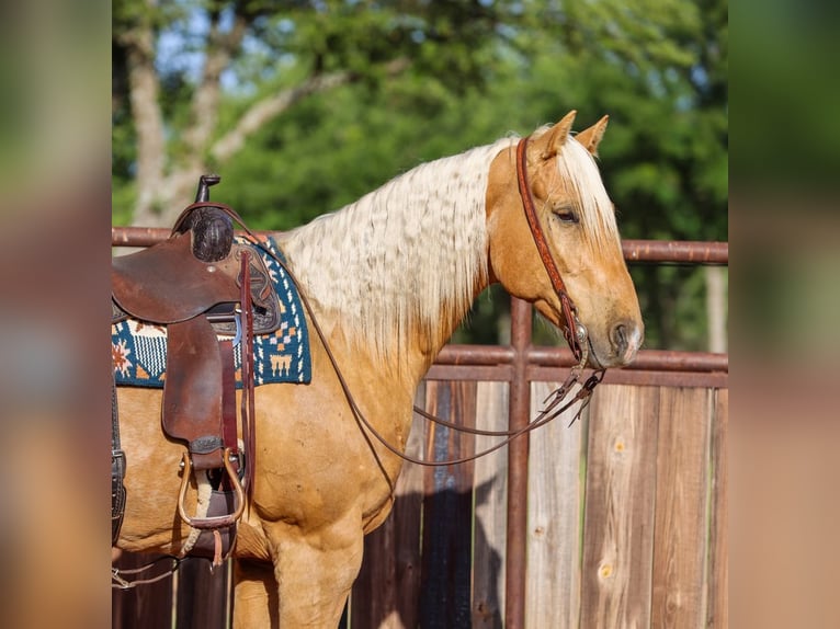American Quarter Horse Gelding 6 years Palomino in Ranger